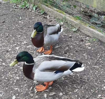 Photo 5 Ducks Reiki at Linacre